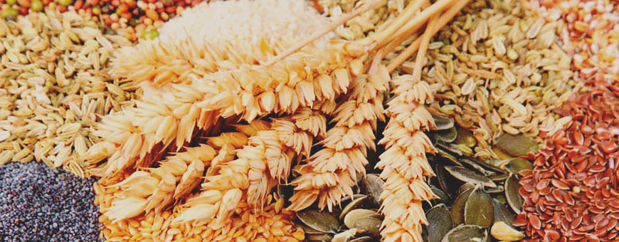 Variety of edible seeds with ears of wheat
